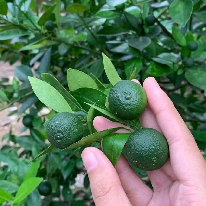 JERUK LIMAU 1KG / jeruk limo / jeruk sambal / Jeruk Limau Organik