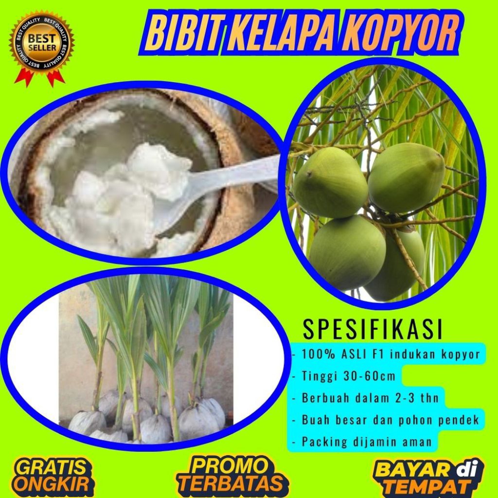 100 % ASLI  Pohon Kelapa Kopyor, Pohon Kelapa Kopyor Asli, Pohon Kelapa Kopyor Bersertifikat