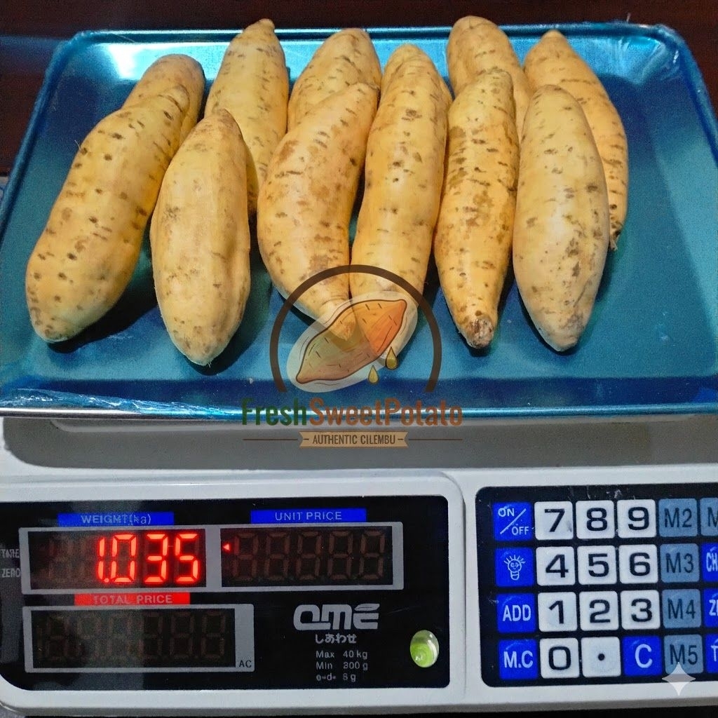 Ubi Cilembu Simadu Manis Legit Spek TO | Ubi Cilembu Si madu Ukuran Sedang Super Sortir | Ubi Cilemb