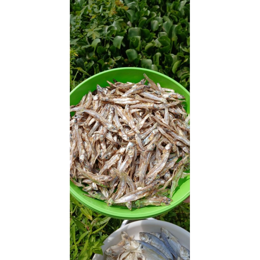 ikan teri besar tawar