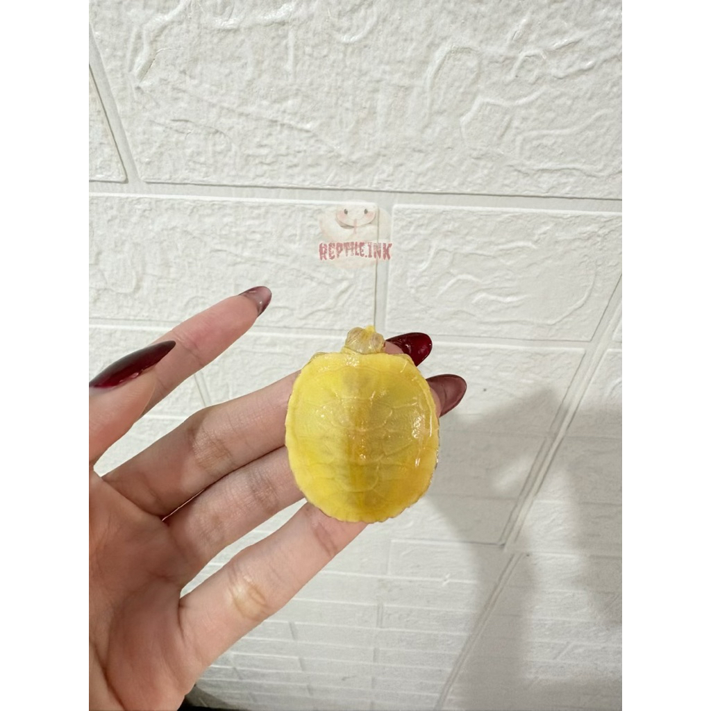 kura kura res albino