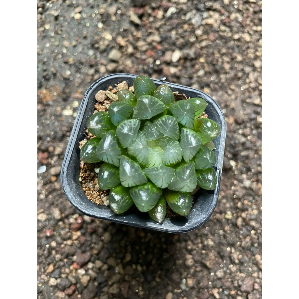 Haworthia Obtusa Crystall Ball