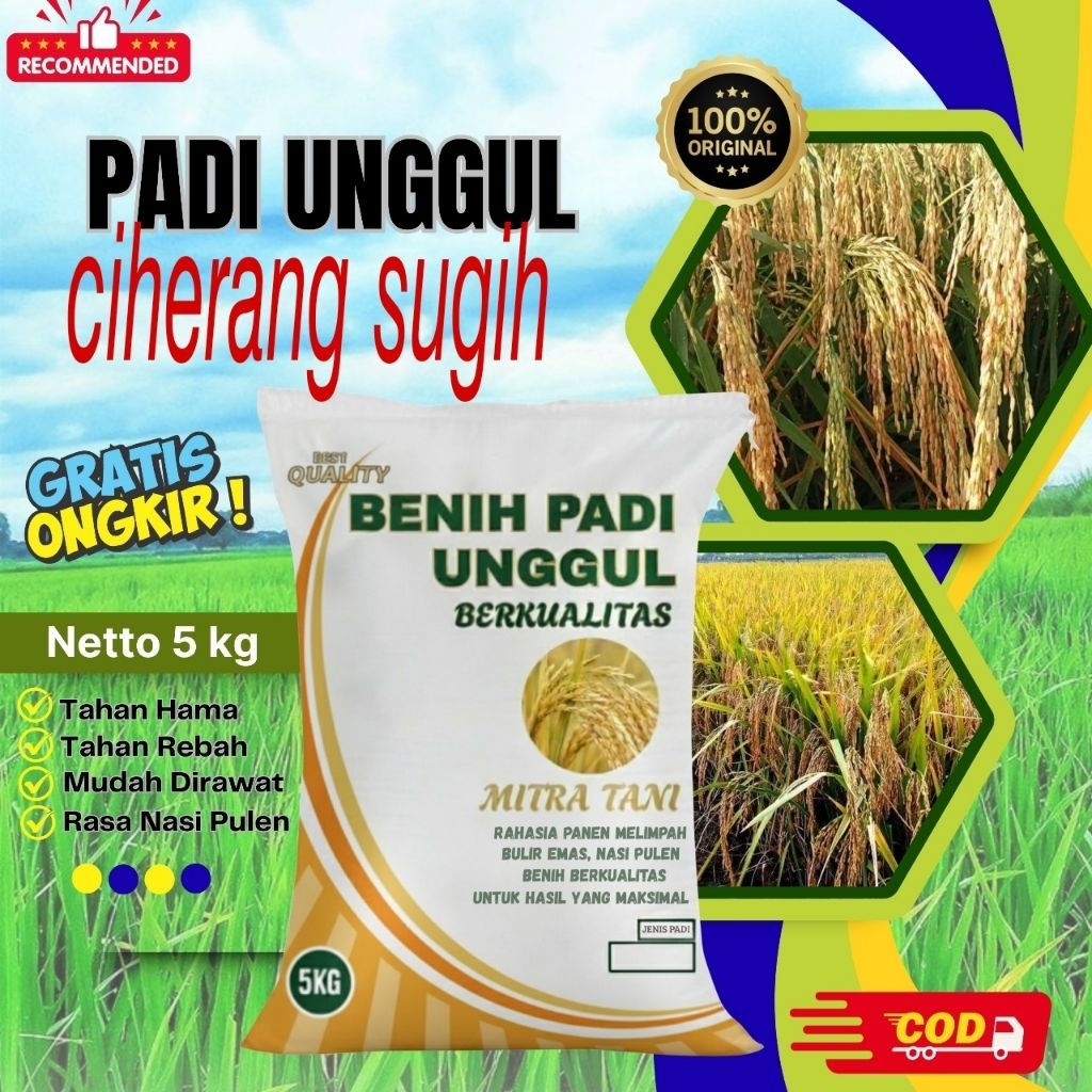 bibit padi ciherang sugih kemasan 5kg