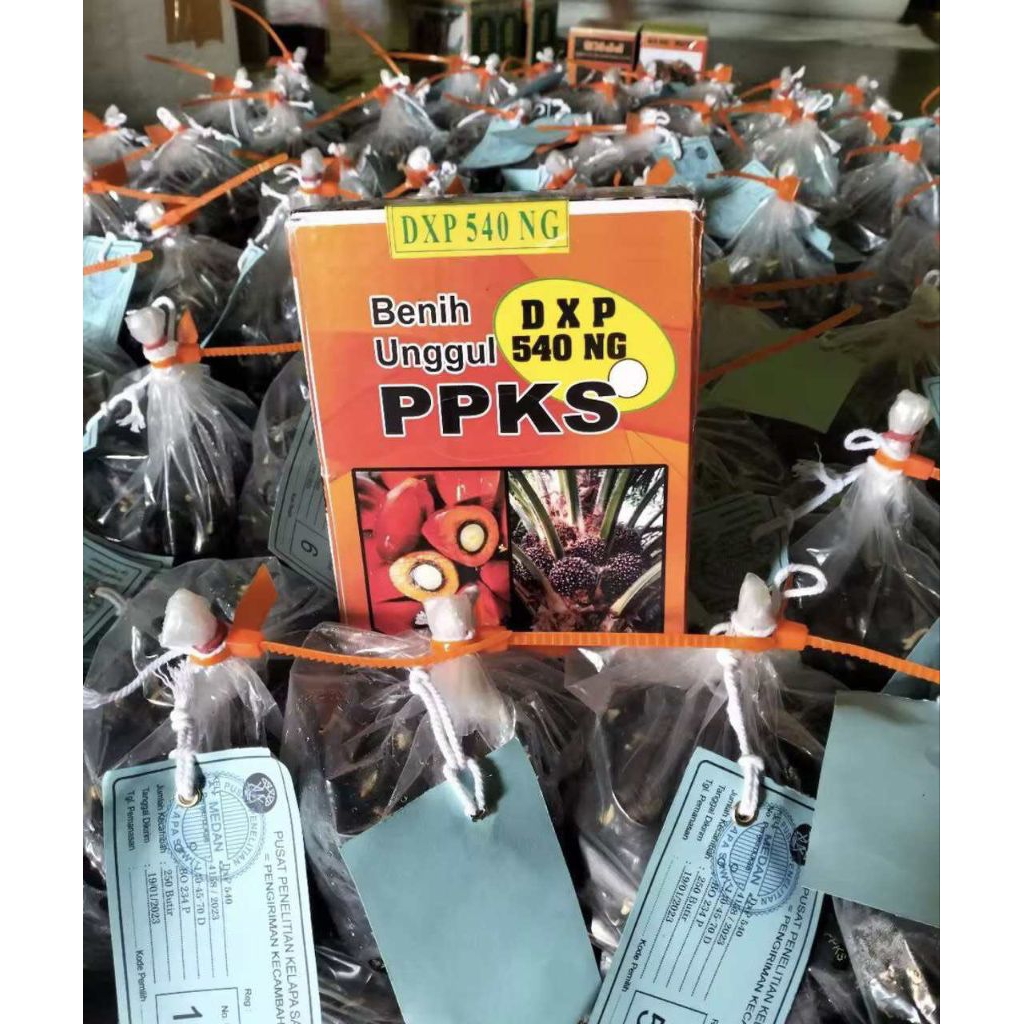 benih cambah sawit ppks540 bersertifikat