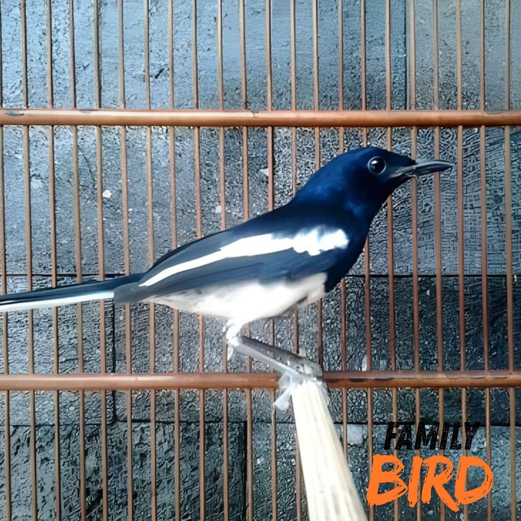 Kacer Bahan Jantan Pilihan (Semi Pur)