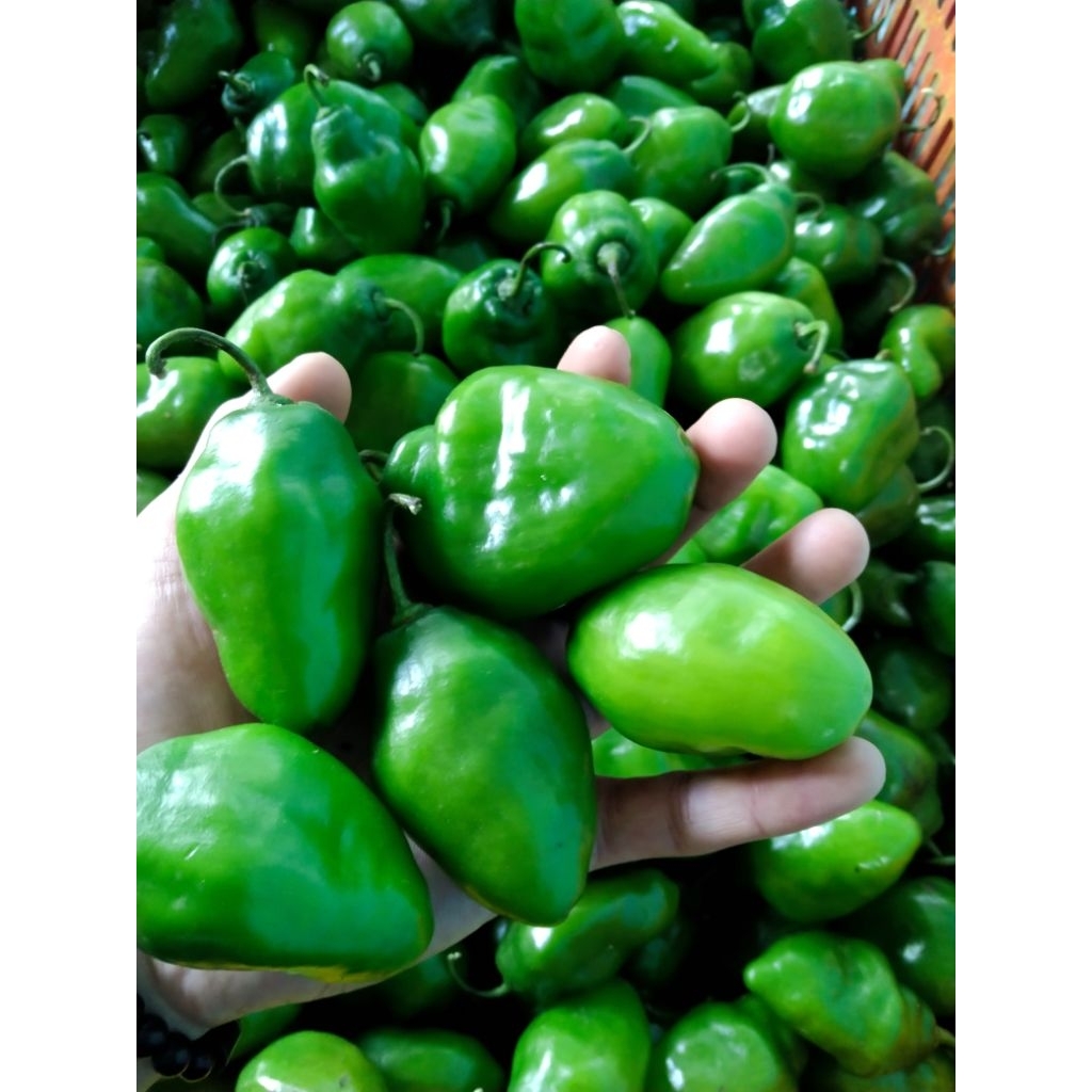 cabe gendot/ cabai bendot fresh 1 kg ukuran besar asli bandung harga murah