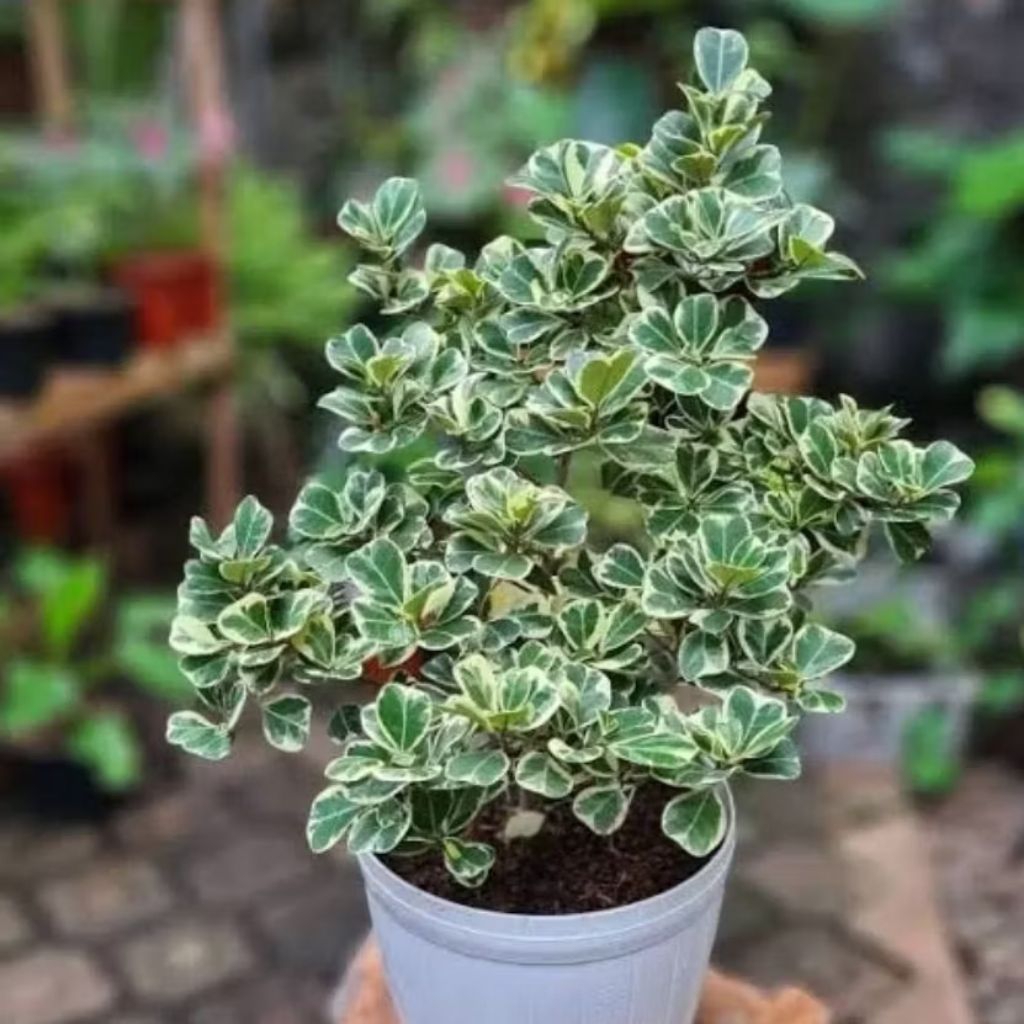 Tanaman Hias Ficus Butterfly Variegata Beringin Kupu-Kupu Varigata  Ficus Variegata  Bonsai Ficus