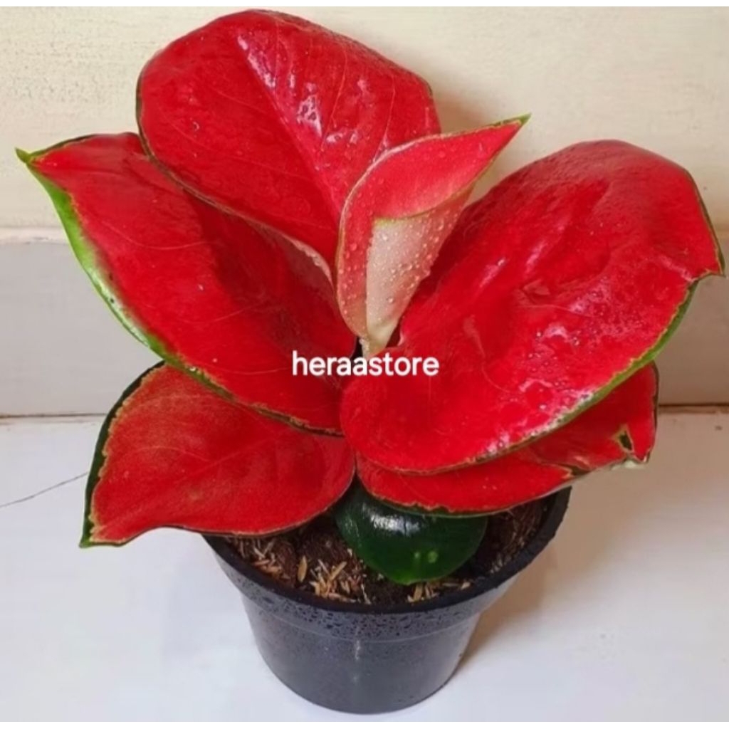 ( GRATIS ONGKIR ) Aglaonema Suksom Jaipong / Aglonema Suksom Jaipong  / Aglonema Suksom Jaipong (Tan