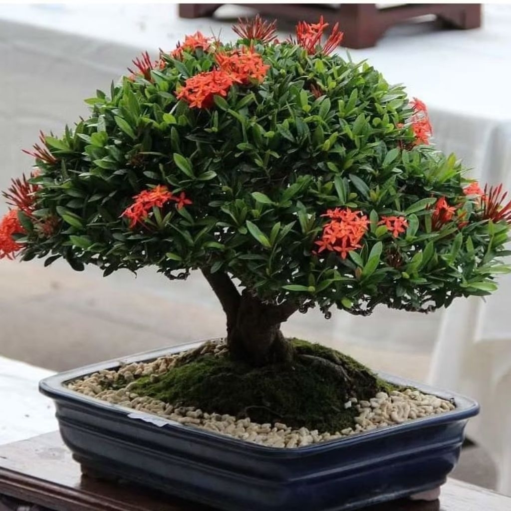 Tanaman Hias Bahan Bonsai Mini Asoka Jepang Atau Asoka Micro Tanaman Hias Asoka Micro Bahan Bonsai M