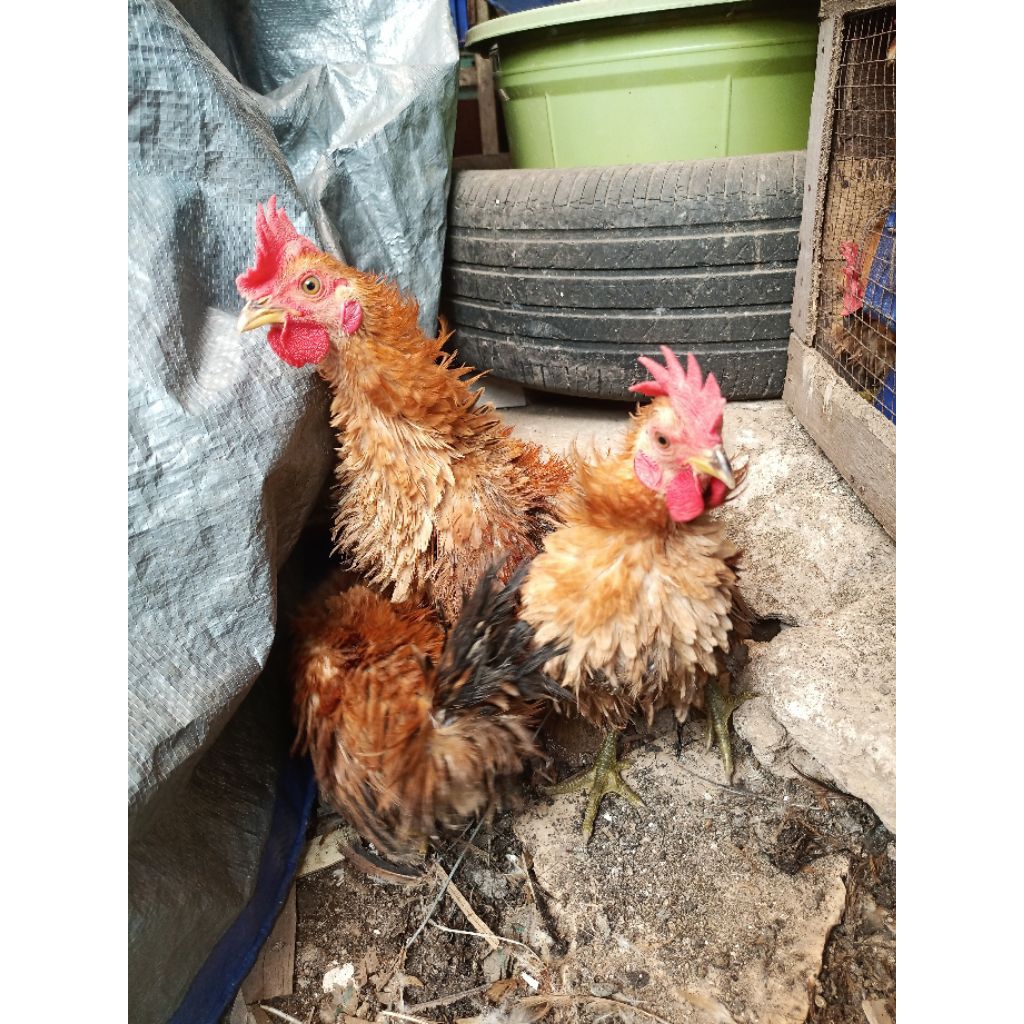 Ayam Kate Walik Jantan Usia 5 Bulan Lebih