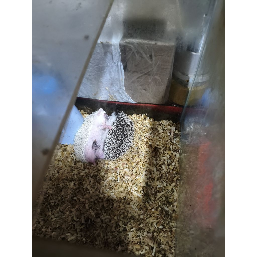 Landak Mini Sepasang Hitam Dan Albino