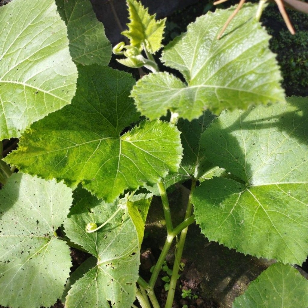 bibit Labu Kuning manis