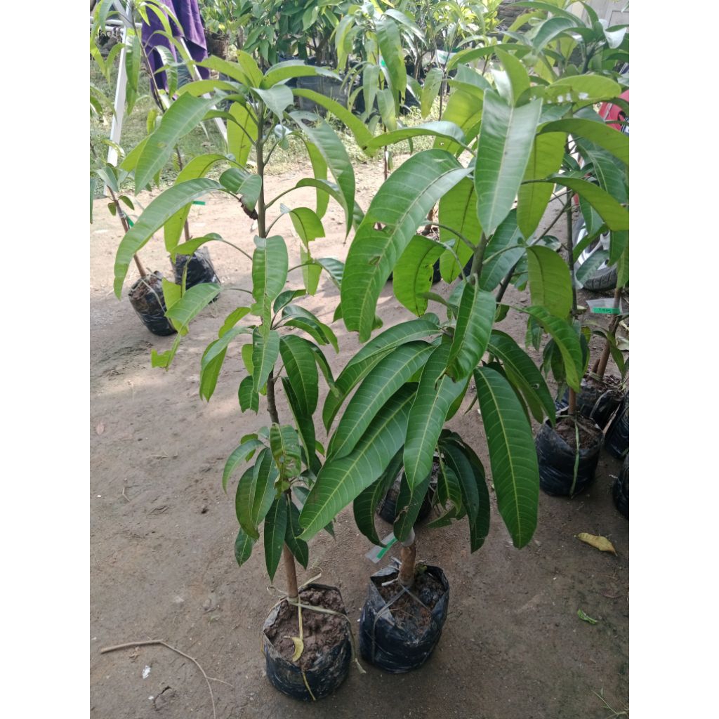 bibit mangga kiojay Thailand