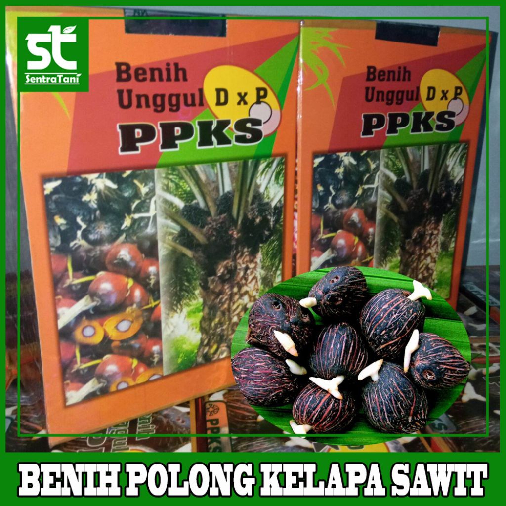 bibit kecamabah sawit ppks239 bersertifikat