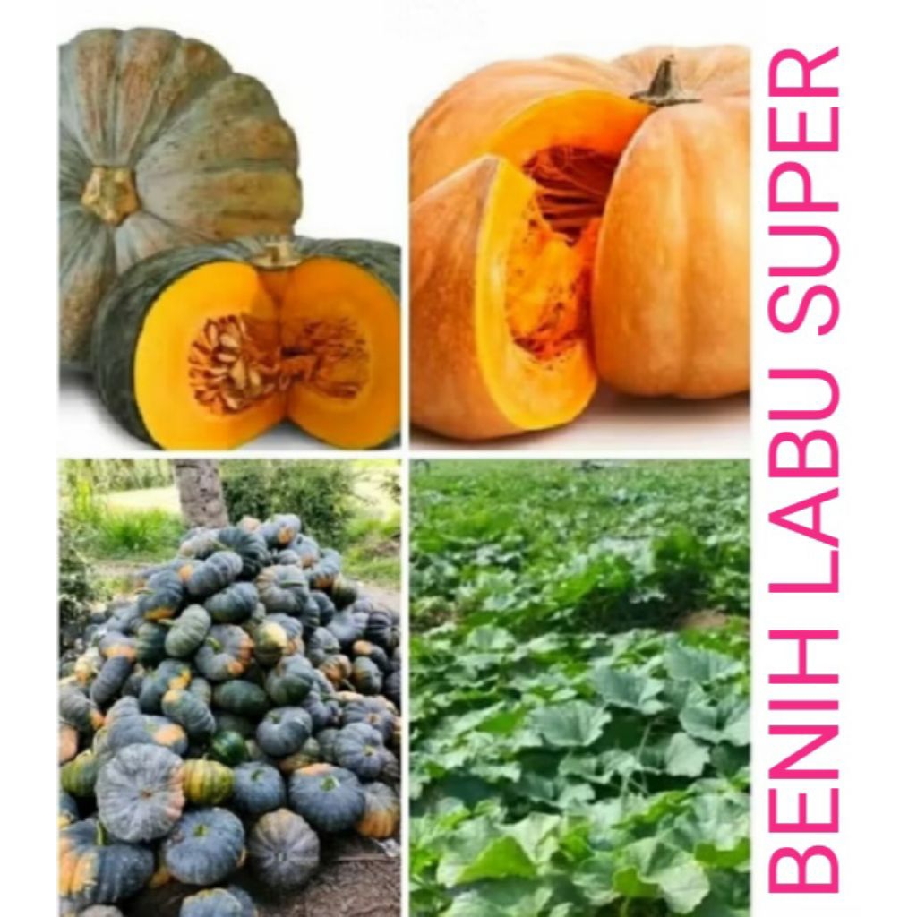 TERLARIS 100 BENIH LABU KUNING SUPER