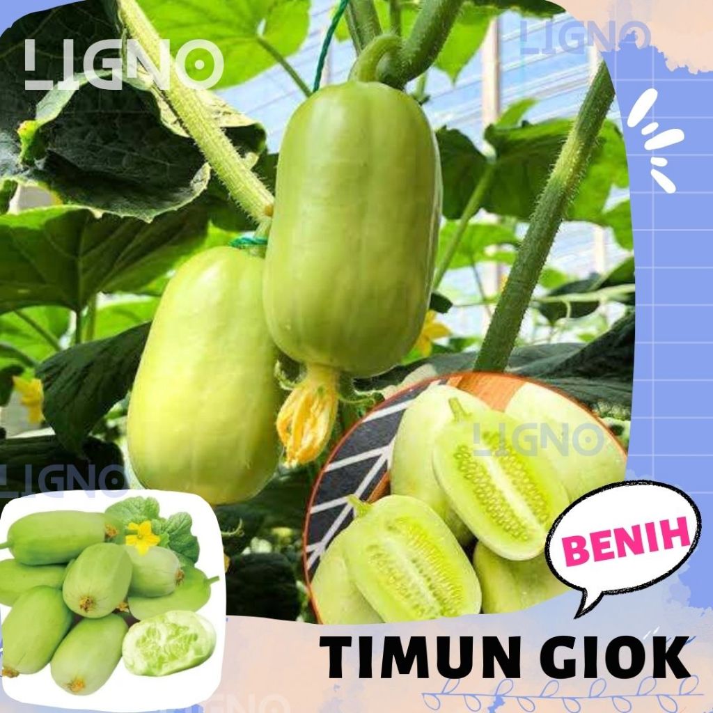 Benih TIMUN GIOK (isi-3) Biji Buah Unik