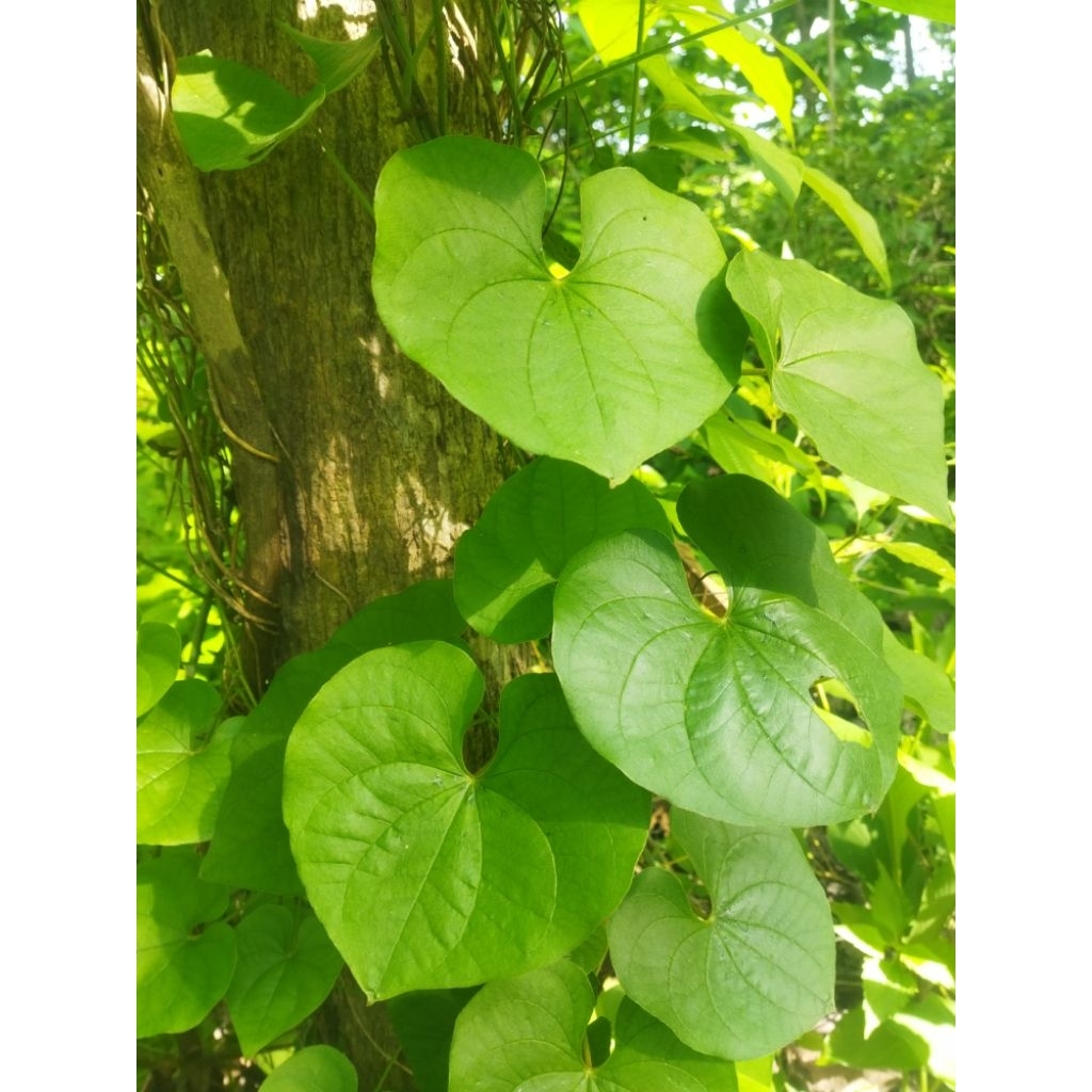 Daun gembili segar pcs