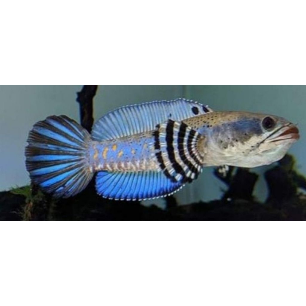 channa blue pulchra size 5-7 cm