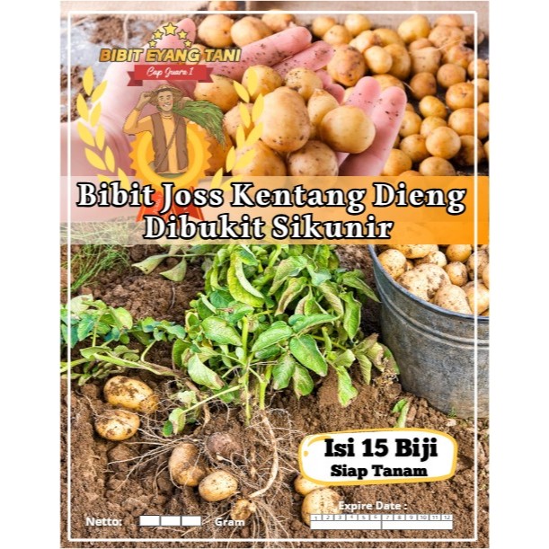 Bibit Joss Kentang Dieng Dibukit Sikunir | Biji Benih Kentang Dieng MINI | Kentang Dieng