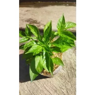 Tanaman cabe rawit dalam polybag
