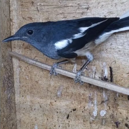 burung Kacer betina siapan dewasa