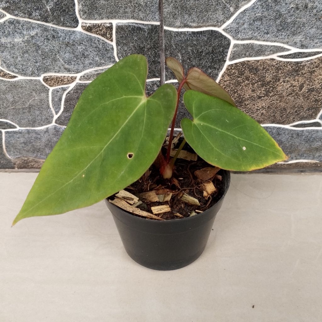 Anthurium Kuping Gajah Legacy X Red Vein Tanaman Hias 100% Sesuai Foto Yang Ditampilkan