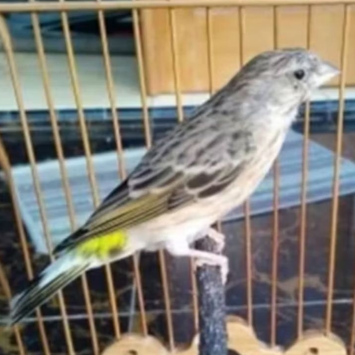 BURUNG BLACKSTROAT JANTAN PILIHAN