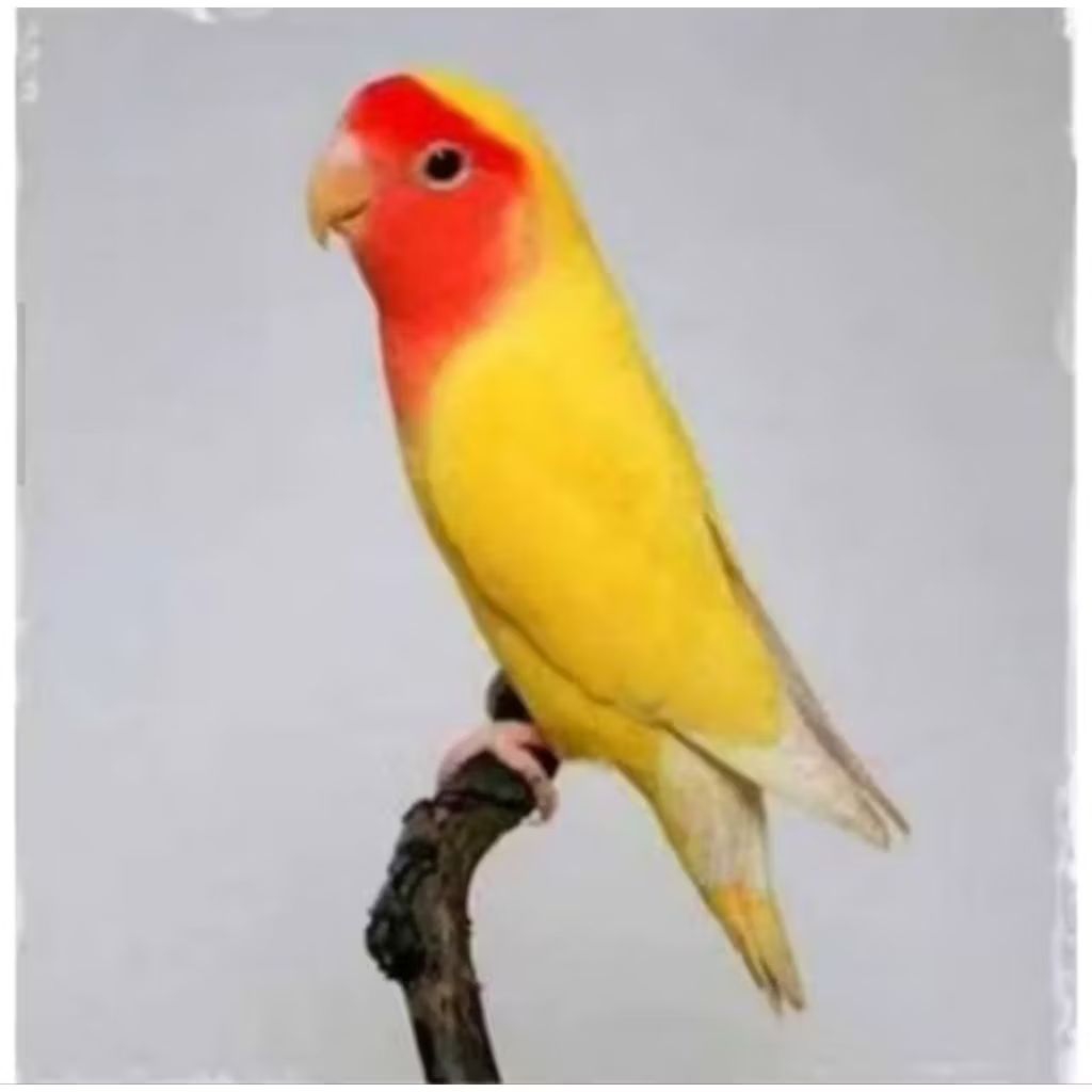 LOVEBIRD NON KLEP LUTINO