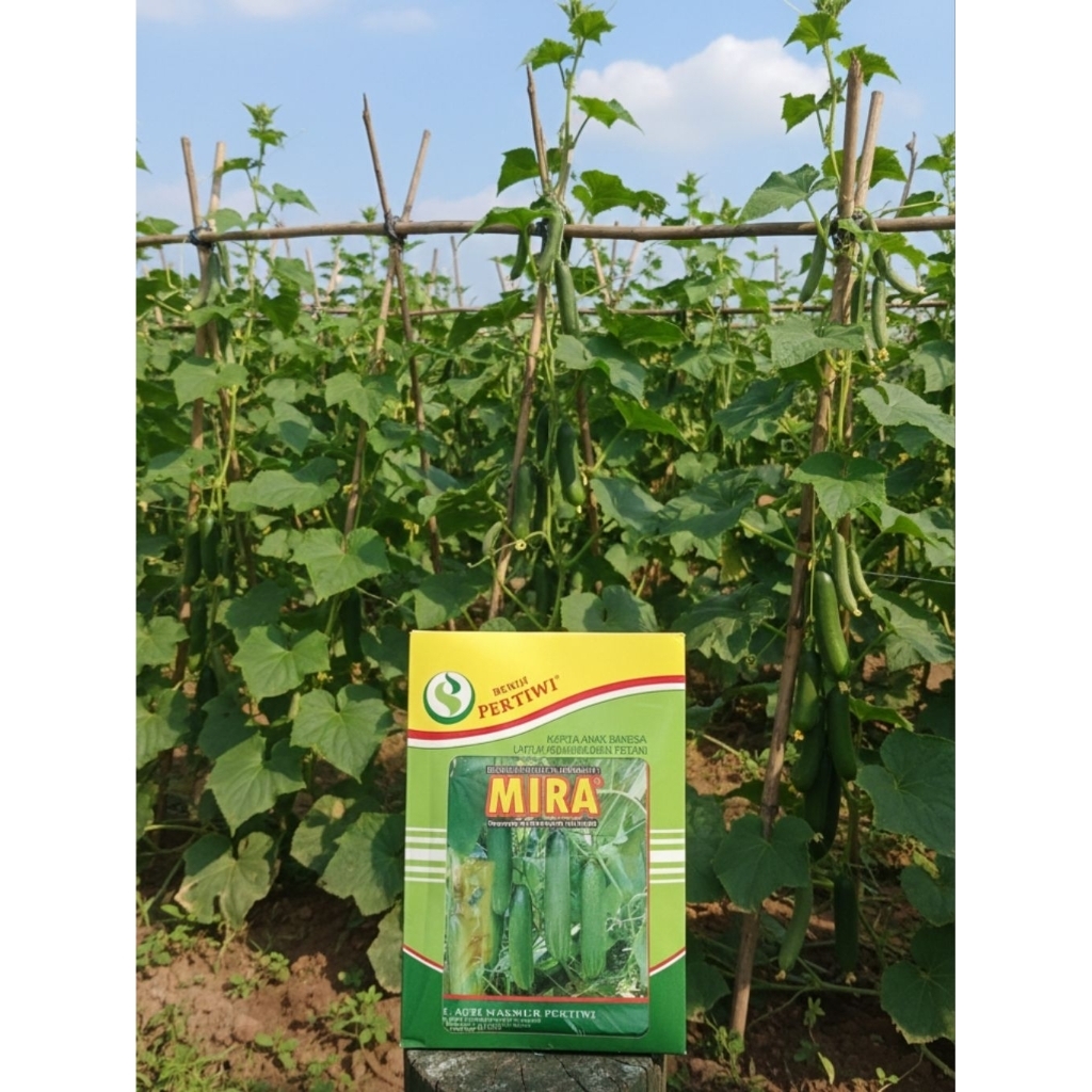 Benih TIMUN MIRA 25 gram - pertiwi