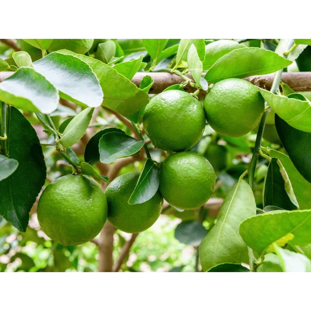 JERUK NIPIS  SUPER JUMBO 1KG