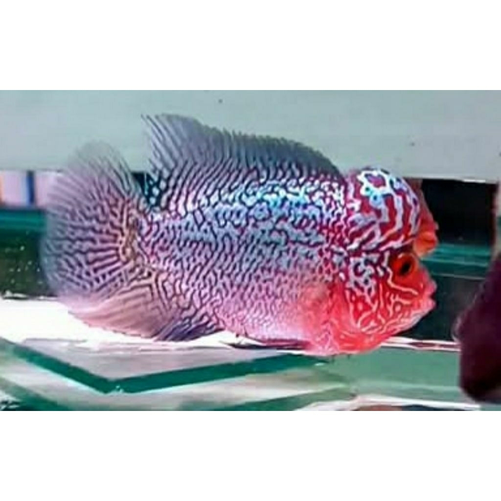 beli3bonus1 Louhan burayak srm 7cm up. hiasan akuarium