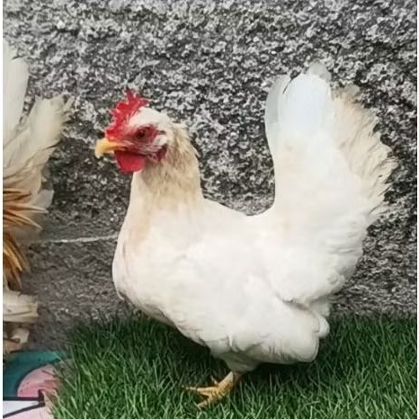 ayam kate betina dewasa