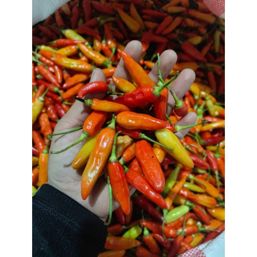 CABE RAWIT 1KG FRESH | CENGEK SETAN