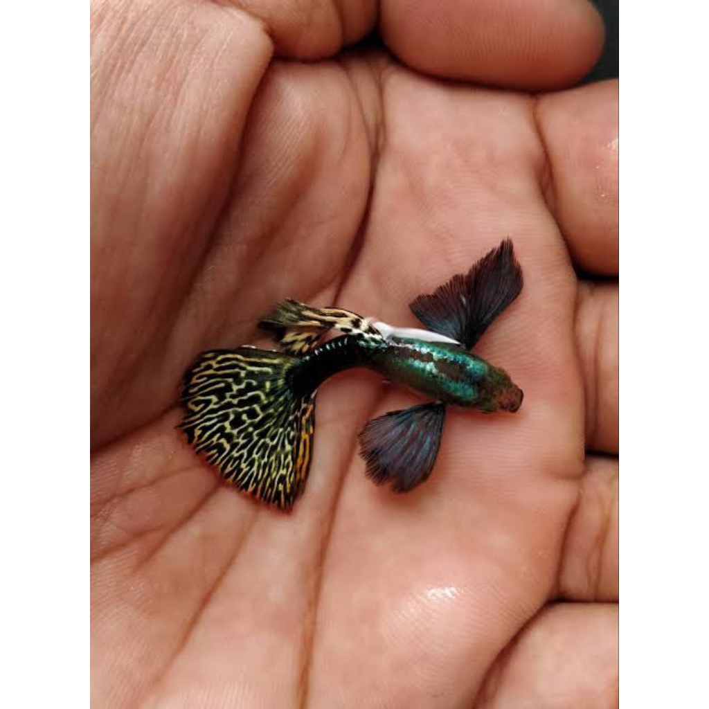 G,L gambar guppy red dragon big ear