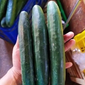 Timun Kyuri/Jepang 250gr