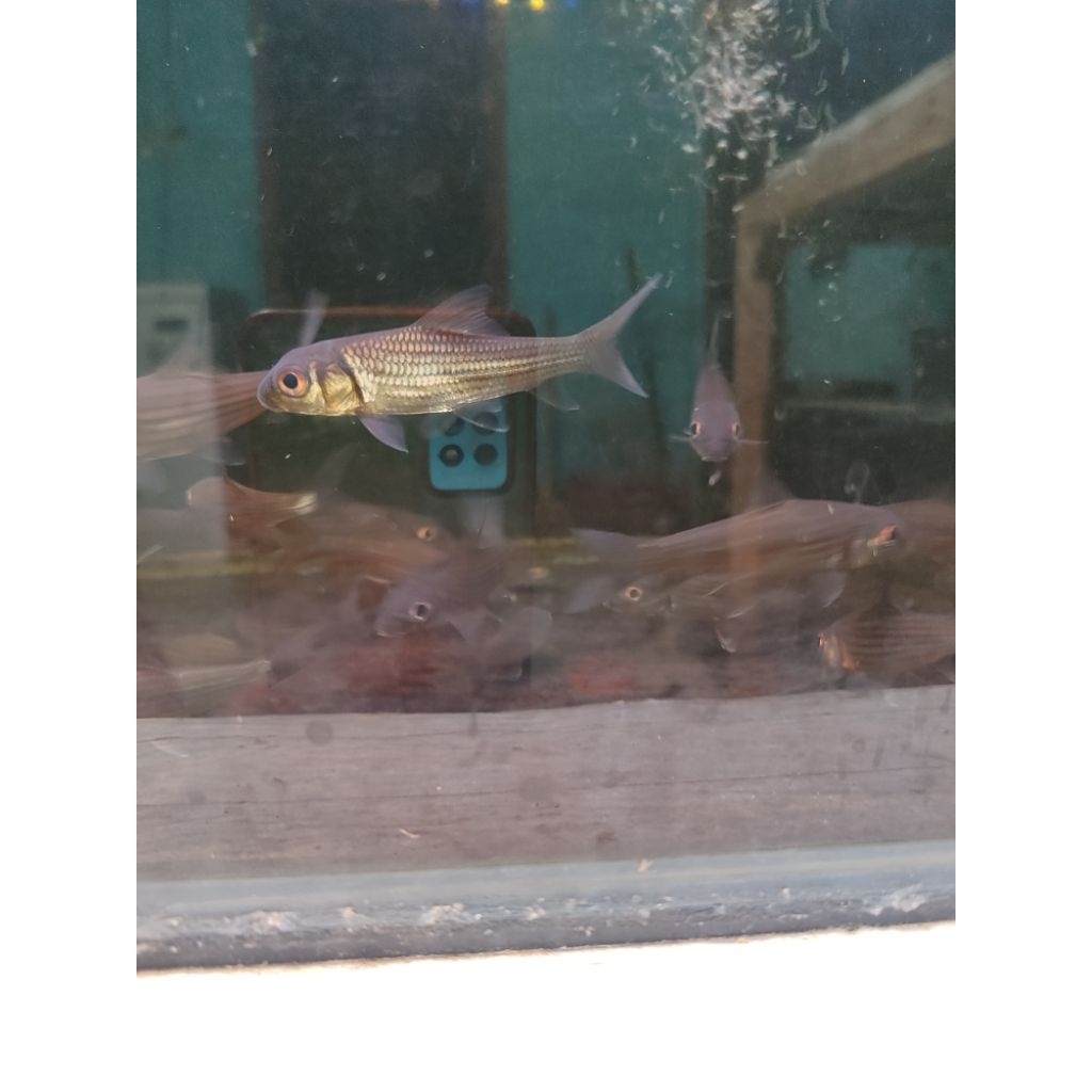 mainan ikan juleni barb 9-10 cm