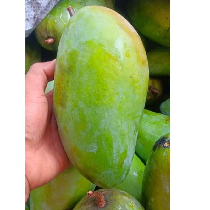 MANGGA KIOJAY THAILAND