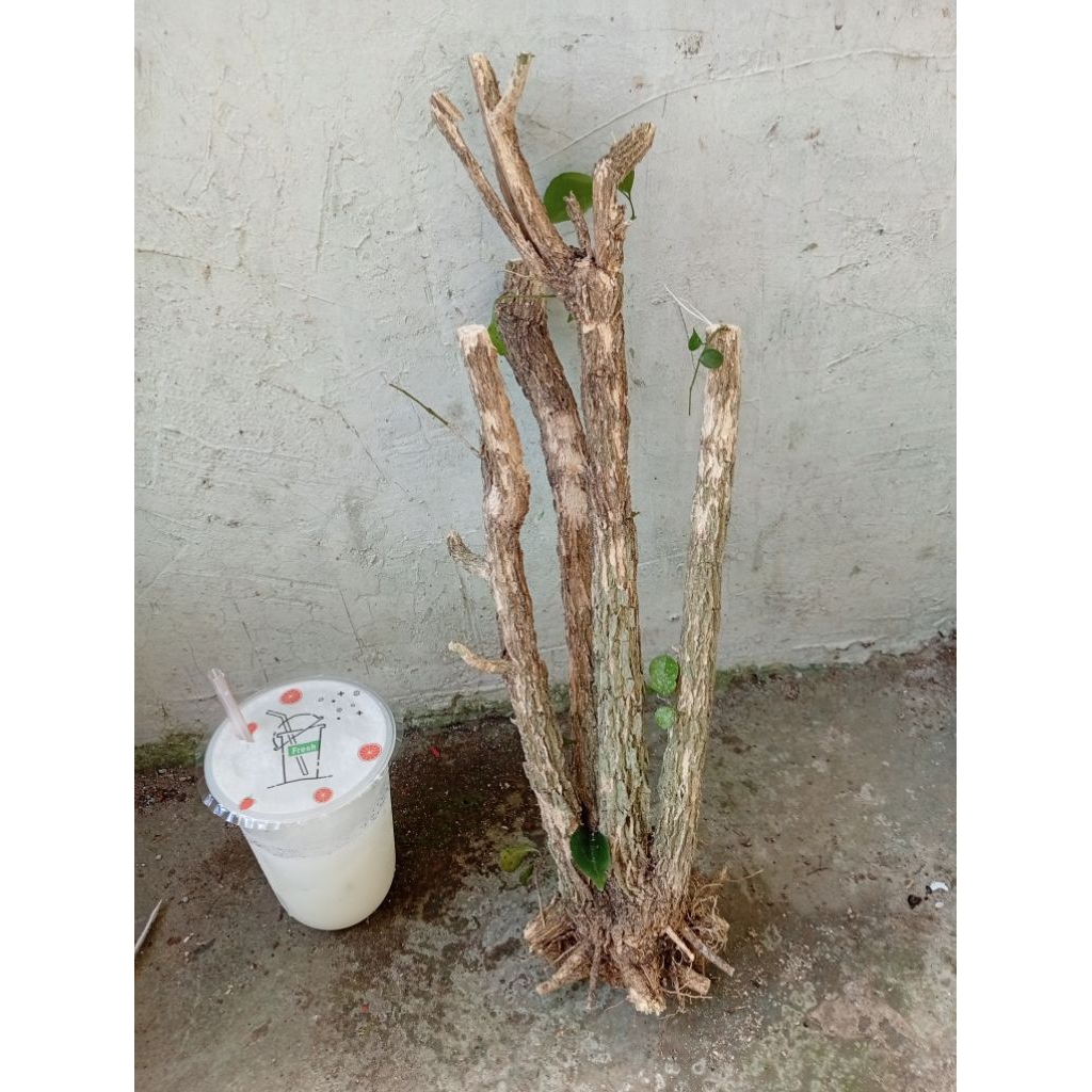 kemuning dongkelan akar batang kemuning lokal bahan bonsai