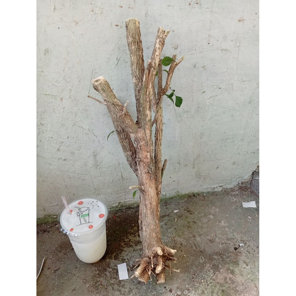 kemuning dongkelan akar batang kemuning lokal bahan bonsai