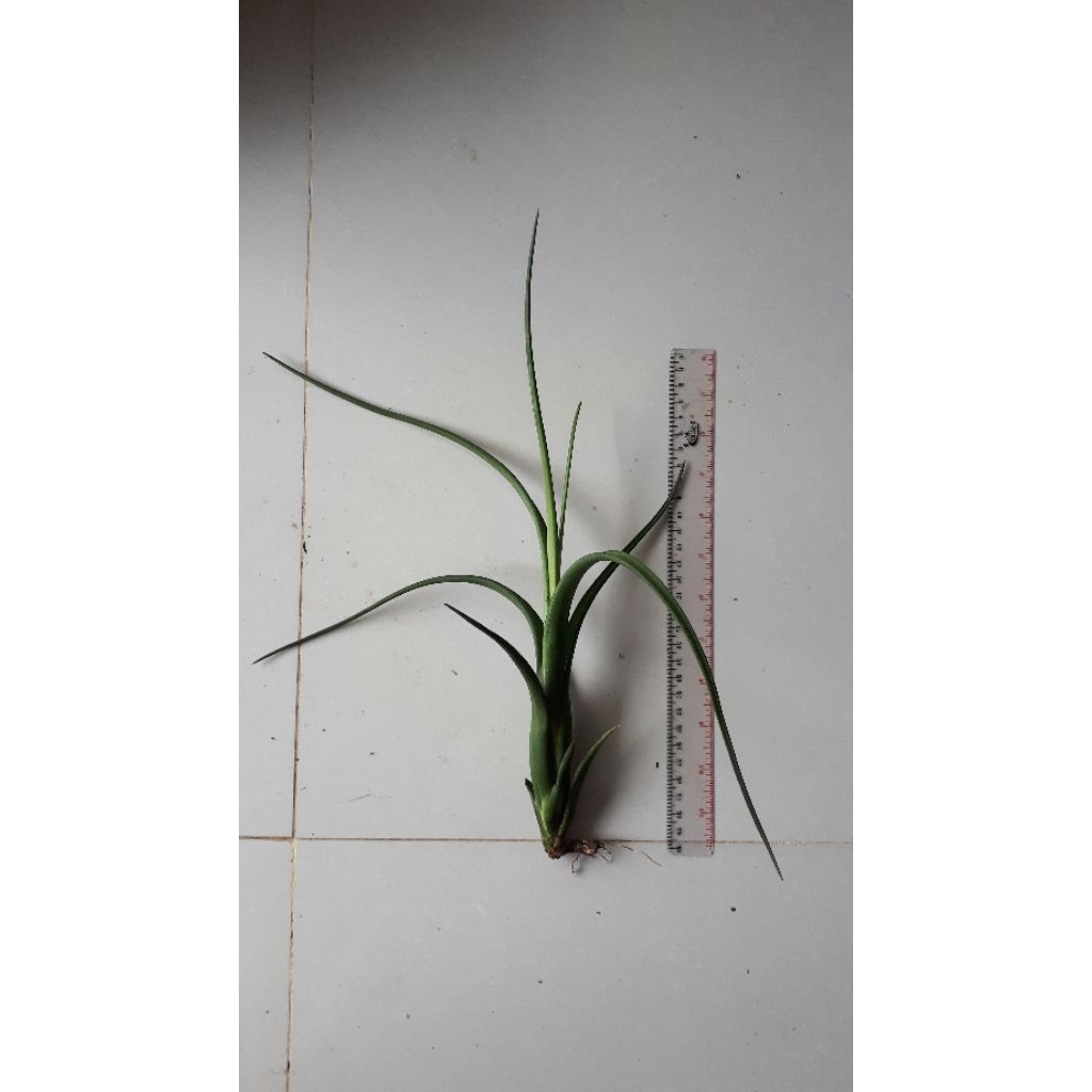 Tillandsia Intermedia
