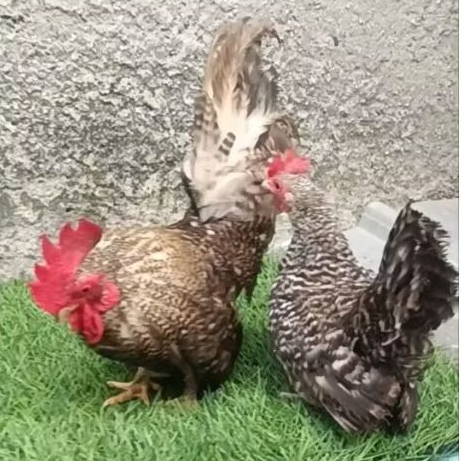 ayam kate sepasang dewasa jali/blorok