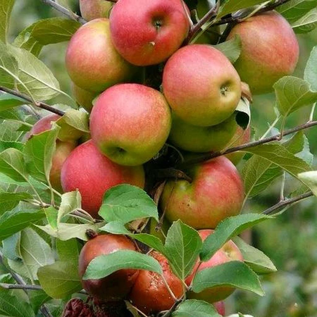 Bibit Apel Anna Malang hasil Okulasi