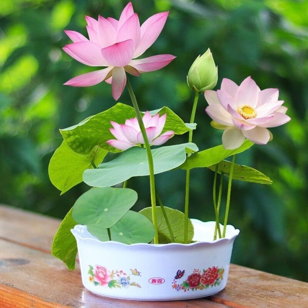 15 biji teratai lotus mini/benih biji teratai lotus (di kirim dengan variasi bunga)
