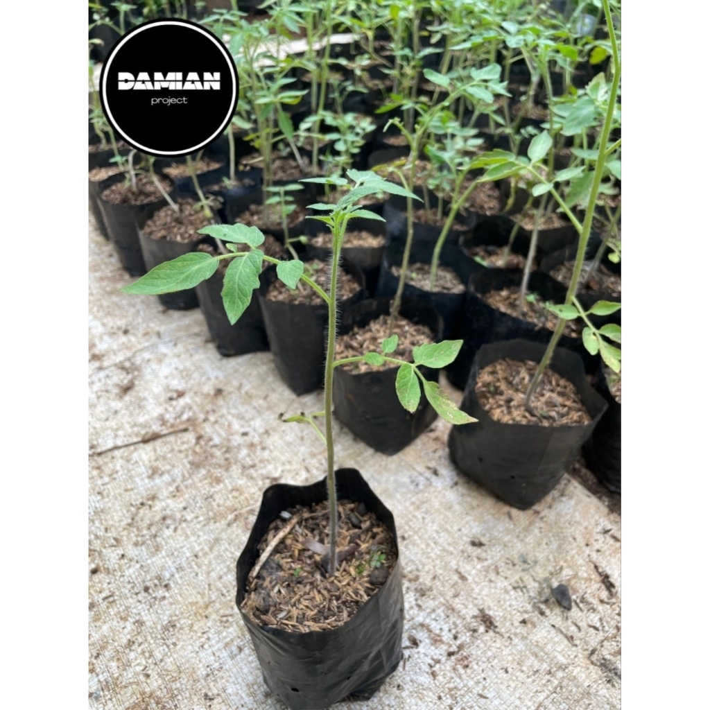 Bibit pohon tomat - bibit tomat - pohon tomat - sayuran tomat