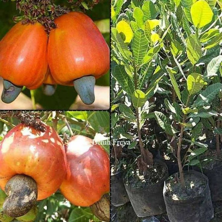 bibit jambu mete/jambu monyet