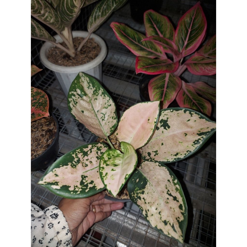 Aglonema Suksom White