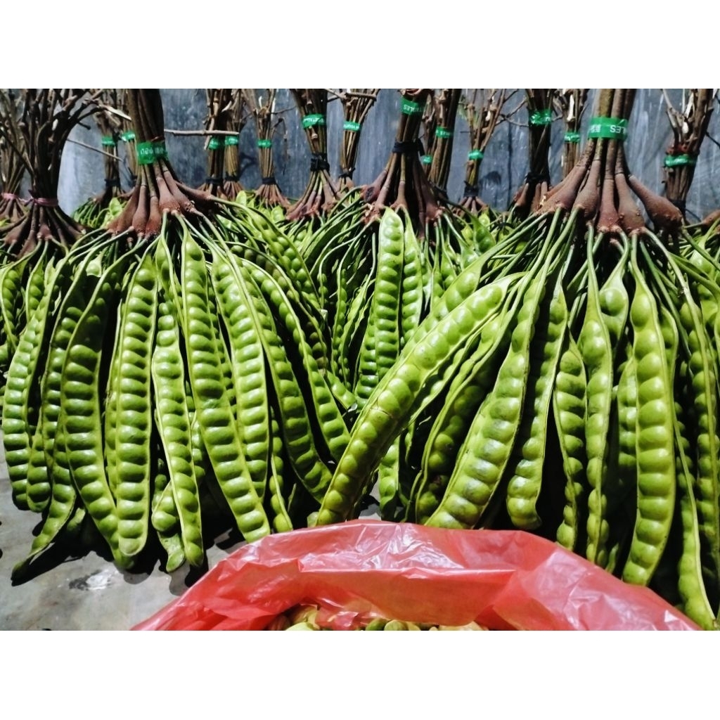 pete kulit 10 lembar