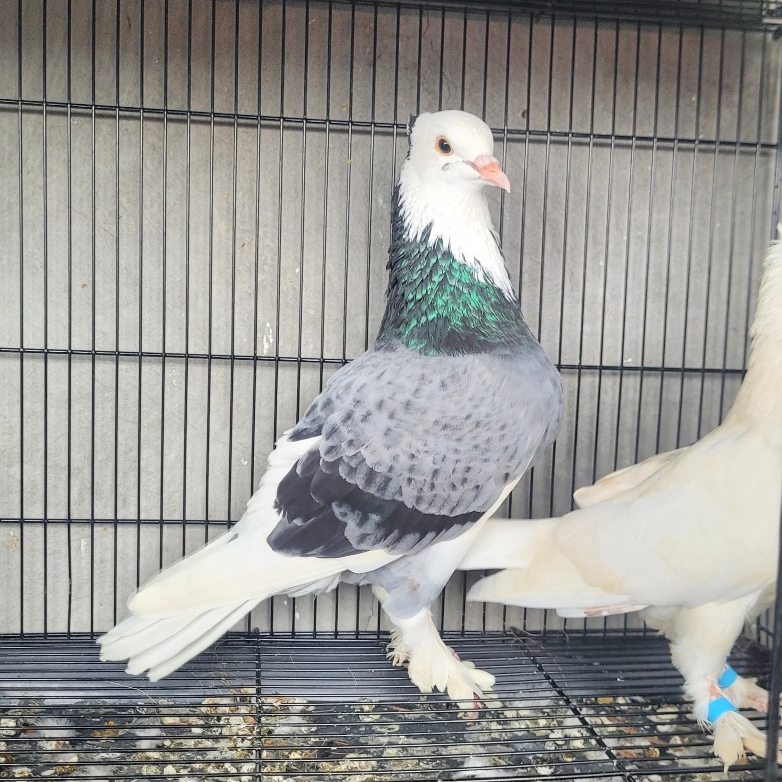 Burung Dara Jebros Sepasang Berace Murah COD burung dara jambul jembros burung merpati jambul blanto