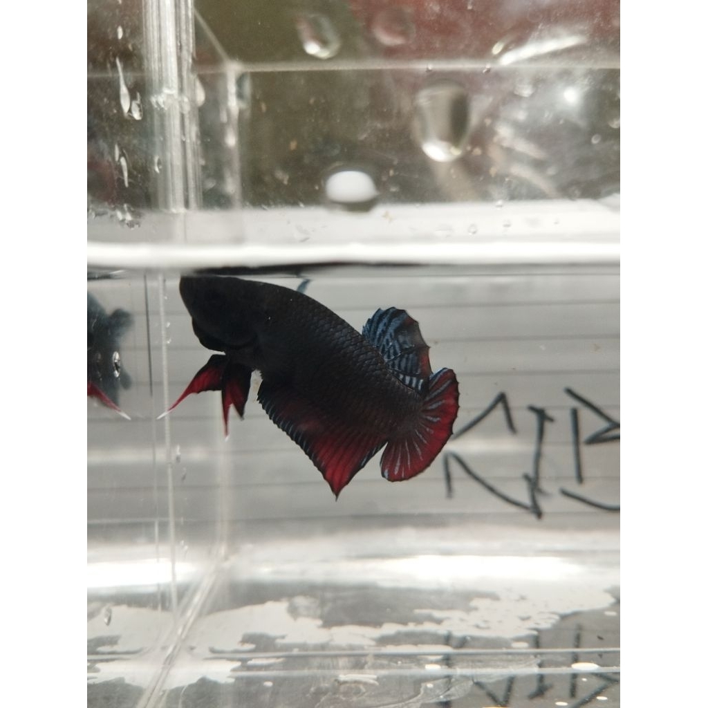 Ikan Cupang Aduan Medan Super Gigi tajam sisik keras siap adu