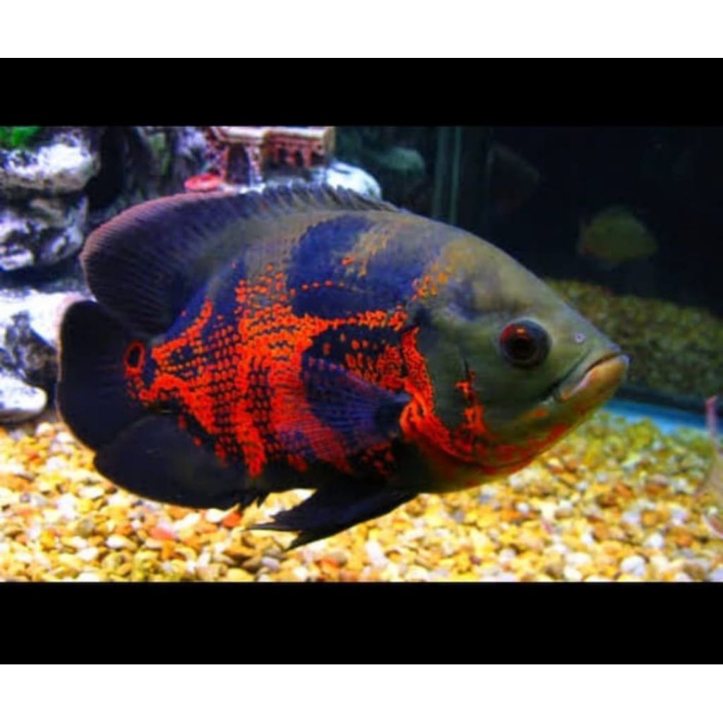 Ikan Hias Oscar Batik Tiger Jumbo 25 - 26 cm Top Marking Top Grade